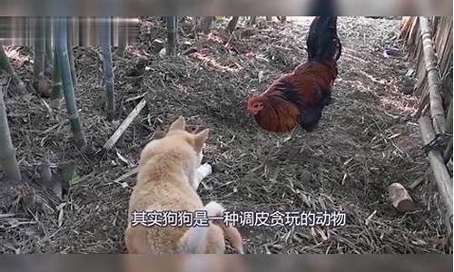 鸡犬不宁是什么生肖_鸡犬不宁是什么生肖动物