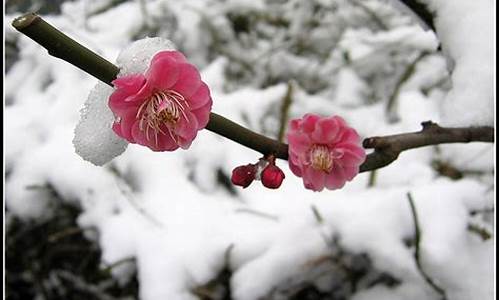 阳春白雪打一生肖_阳春白雪打一生肖是什么动物