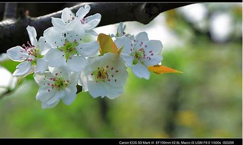 一树梨花压海棠